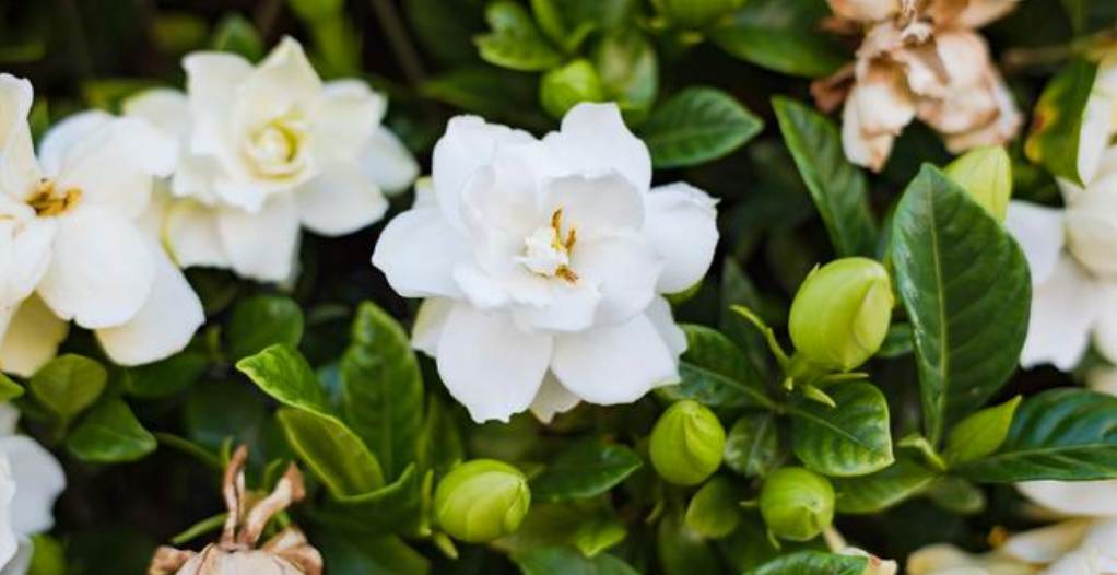 Bunga Gardenia melambangkan kepercayaan, harapan, kejelasan dan perlindungan