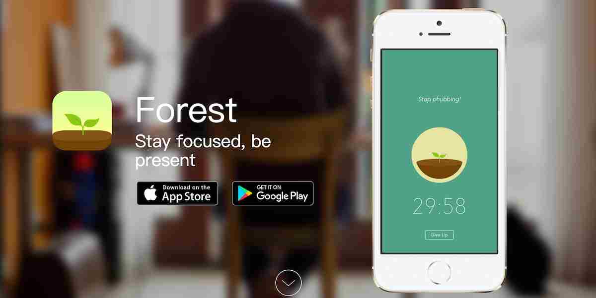 Forest – Stay Focused